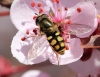 Eupeodes sp.