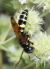 Philanthus coronatus (Thunberg, 1784)